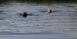 Charlie and Chico swimming