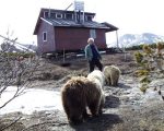 Charlie and our cubs by our cabin
