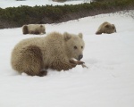 The 3 cubs on June 5